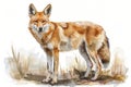 Dingo,  Pastel-colored, in hand-drawn style, watercolor, isolated on white background Royalty Free Stock Photo