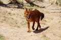 Dingo Royalty Free Stock Photo