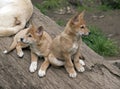 The 8 week old golden dingos are checking his surroundings Royalty Free Stock Photo