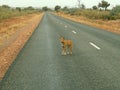 Dingo on road near Uluru in the Northern Territories Red Centre, Australia Royalty Free Stock Photo