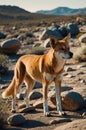 Majestic Dingo Standing Guard in Australian Outback Landscape Royalty Free Stock Photo