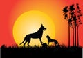 Two dingo\'s in the sunset