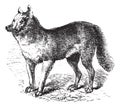 Dingo vintage engraving