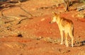 Dingo walking in outback Royalty Free Stock Photo