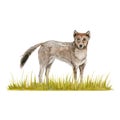 Dingo wild dog on a strip of grass composition. Watercolor illustration isolated on white background. Hand drawn Australian animal