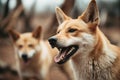 dingoes communicating during a strategic hunt Royalty Free Stock Photo