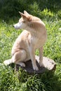 the golden dingo is checking his surroundings Royalty Free Stock Photo