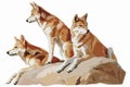 dingos on a rock isolated vector style Royalty Free Stock Photo