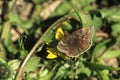 Dingy skipper butterfly Royalty Free Stock Photo