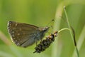 Dingy Skipper Butterfly - Erynnis tages Royalty Free Stock Photo