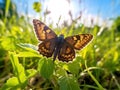 Dingy Skipper Butterfly Erynnis tages  Made With Generative AI illustration Royalty Free Stock Photo