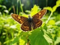 Dingy Skipper Butterfly Erynnis tages  Made With Generative AI illustration Royalty Free Stock Photo