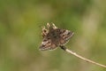 A Dingy Skipper Butterfly, Erynnis tages, perched on a plant with its wings open.