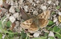 A Dingy Skipper Butterfly Erynnis tages perched on vegetation on the ground. Royalty Free Stock Photo