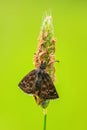 Dingy Skipper butterfly - Erynnis tages