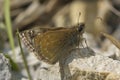 Dingy Skipper Butterfly Royalty Free Stock Photo