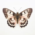 Dingy Skipper Butterfly: Hyperrealistic Composition On White Surface
