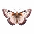 Dingy Skipper Butterfly: Isolated Flat Image With Pink And Black Wing Pattern