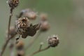 Dingy skipper butterfly resting on a dry plant close up Royalty Free Stock Photo