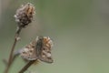 Dingy skipper butterfly resting on a dry plant close up Royalty Free Stock Photo