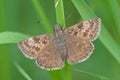 Dingy skipper Erynnis tages Royalty Free Stock Photo