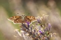 Dingy skipper Erynnis tages on purple lavender Royalty Free Stock Photo