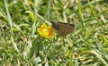 Dingy skipper Erynnis tages Royalty Free Stock Photo