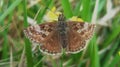 Dingy skipper Erynnis tages Royalty Free Stock Photo