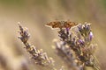 Dingy skipper Erynnis tages on purple lavender Royalty Free Stock Photo