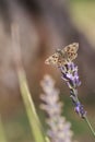 Dingy skipper Erynnis tages on purple lavender Royalty Free Stock Photo