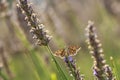 Dingy skipper Erynnis tages on purple lavender Royalty Free Stock Photo