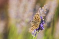 Dingy skipper Erynnis tages on purple lavender Royalty Free Stock Photo