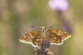 Dingy skipper Erynnis tages on purple lavender Royalty Free Stock Photo