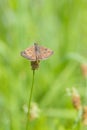 Dingy skipper Erynnis tages on purple lavender Royalty Free Stock Photo