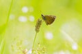 Dingy skipper Erynnis tages on purple lavender Royalty Free Stock Photo