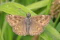 Dingy skipper Erynnis tages on purple lavender