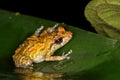 Dink frog in the jungle Royalty Free Stock Photo