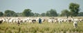 Dinka cattle herders, sudan Royalty Free Stock Photo