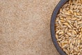 Dinkel wheat Royalty Free Stock Photo