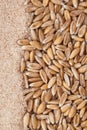 Dinkel wheat Royalty Free Stock Photo