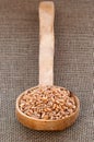 Dinkel wheat Royalty Free Stock Photo