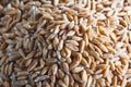 Dinkel wheat heap Royalty Free Stock Photo