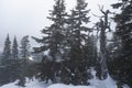 Dinky Peak in fog on Mt. Seymour, BC Royalty Free Stock Photo