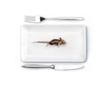 Dinner fot the cat, mouse on dinnerplate Royalty Free Stock Photo