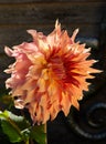 Dinner plate dahlia, penhill watermelon