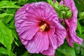 Dinner Plate Hibiscus: A Hardy Perennial With Giant Flowers