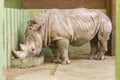 Dinner Rhino Zoo Royalty Free Stock Photo