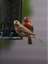 Dinner Time for House Finches Royalty Free Stock Photo