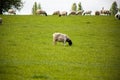 Dinner time for a lonely sheep in the field Royalty Free Stock Photo