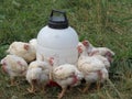 Dinner time for organic chickens Royalty Free Stock Photo